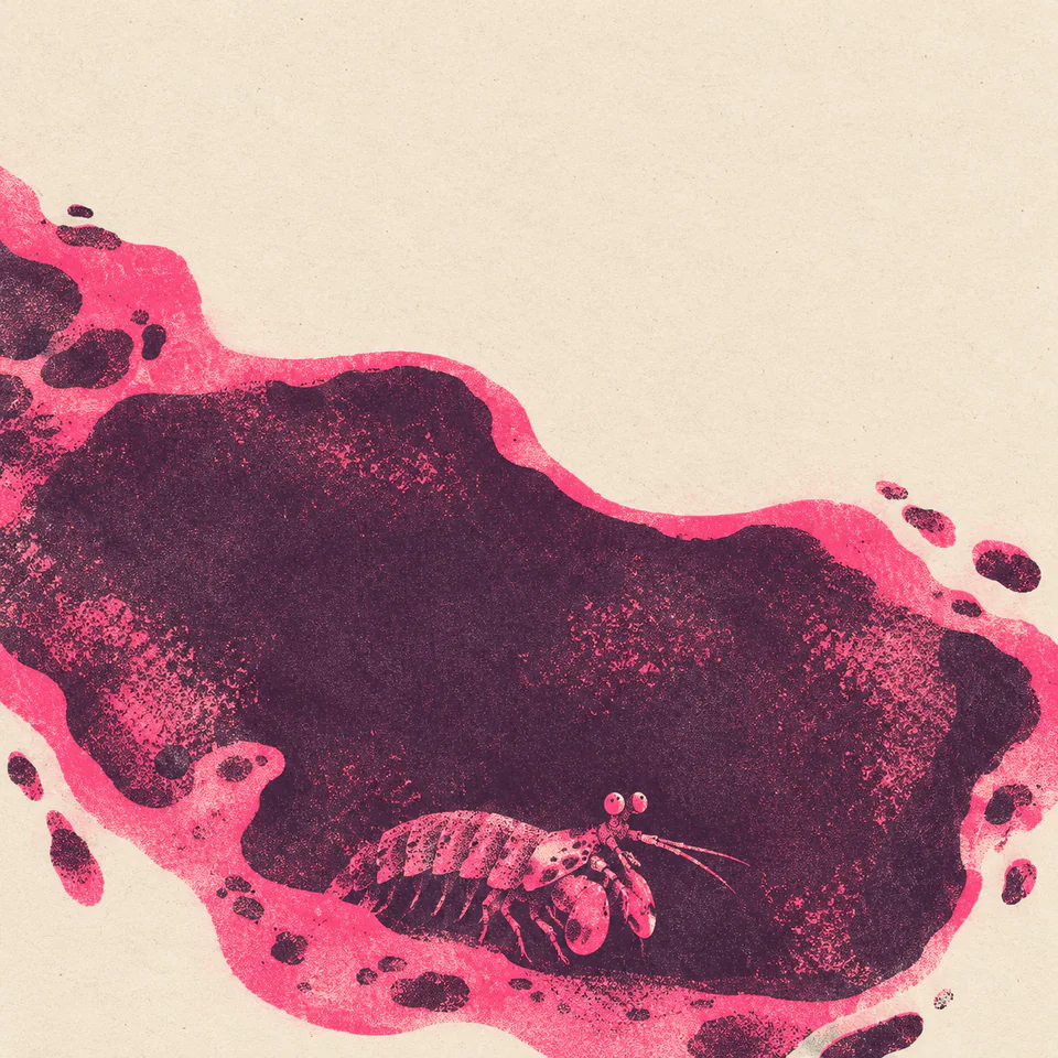 A small pink mantis shrimp rests along the lower edge of an aubergine tide-pool shape on cream paper.