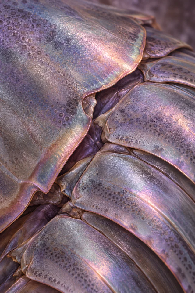 Overlapping shell plates fill a close crop with muted violet, pearl-gray and rose reflections.