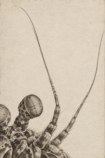 Fine etched antenna lines rise across ivory paper from a cropped mantis shrimp head and stalked eye.
