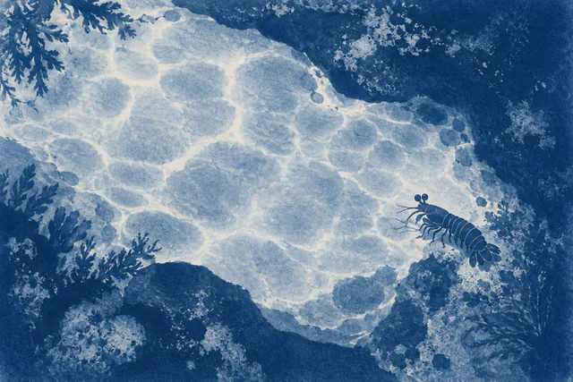 A small indigo mantis shrimp silhouette rests beside a pale irregular pool in a blue-and-white cyanotype-style print.