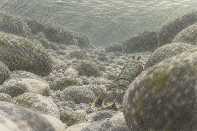 Seen from behind, a small mantis shrimp moves away between muted gray and moss-colored pebbles in a colored-pencil drawing.