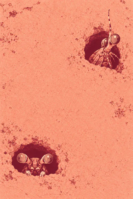Two mantis shrimp peer from separate burgundy burrows in a peach print, one facing forward low on the left and one turning upward on the right.