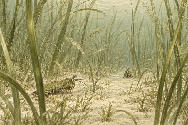 Two mantis shrimp face across an open path in a tall olive seagrass meadow, with the nearer tail partly hidden by a blade.
