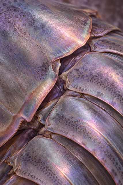 Overlapping shell plates fill a close crop with muted violet, pearl-gray and rose reflections.
