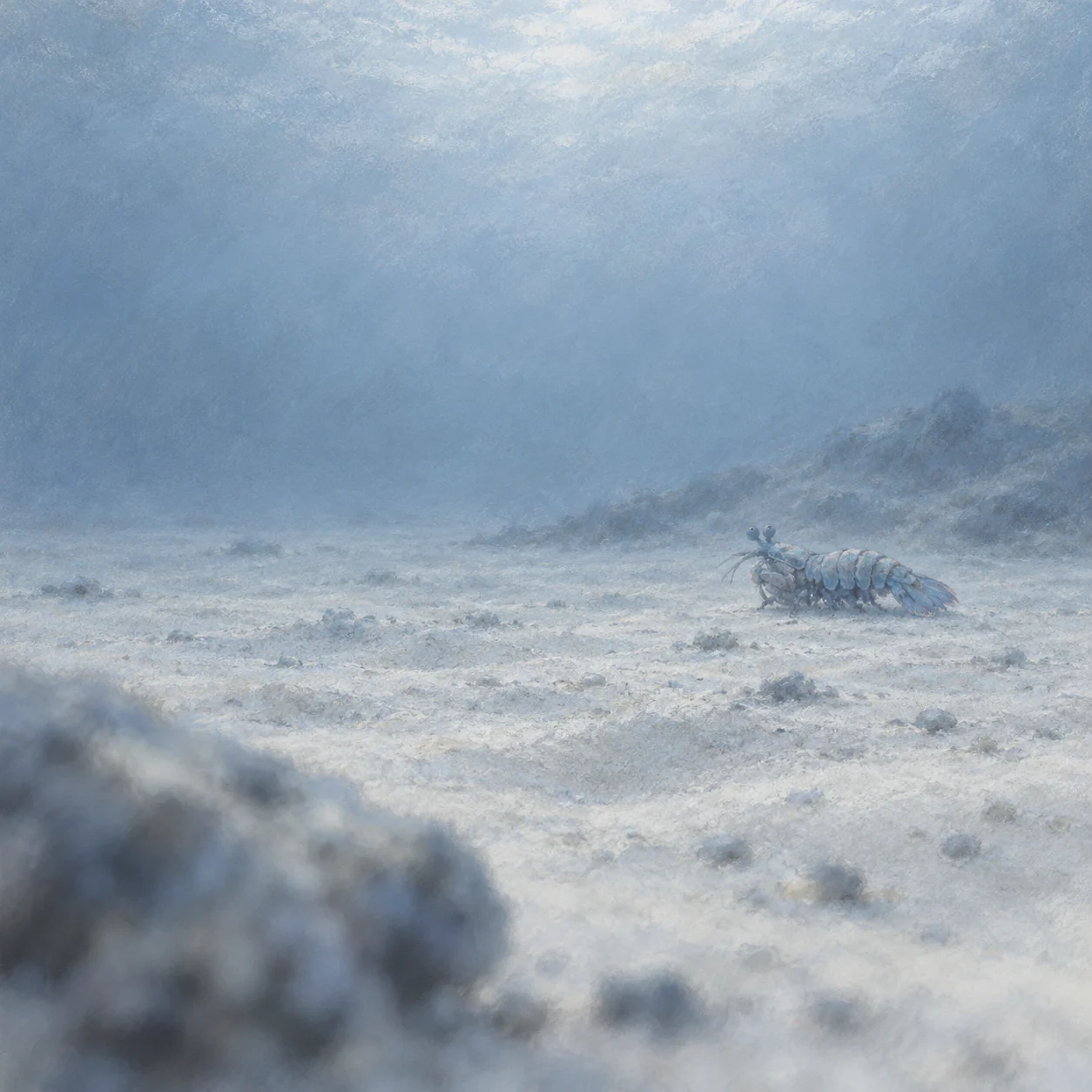 A small powder-blue mantis shrimp rests near a distant sand ridge, with a blurred stone in the opposite foreground corner.