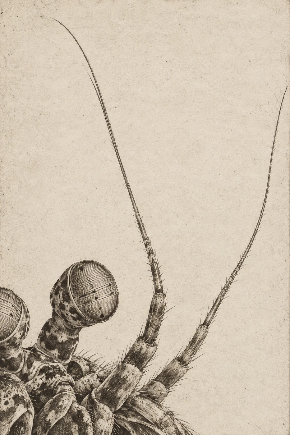 Fine etched antenna lines rise across ivory paper from a cropped mantis shrimp head and stalked eye.