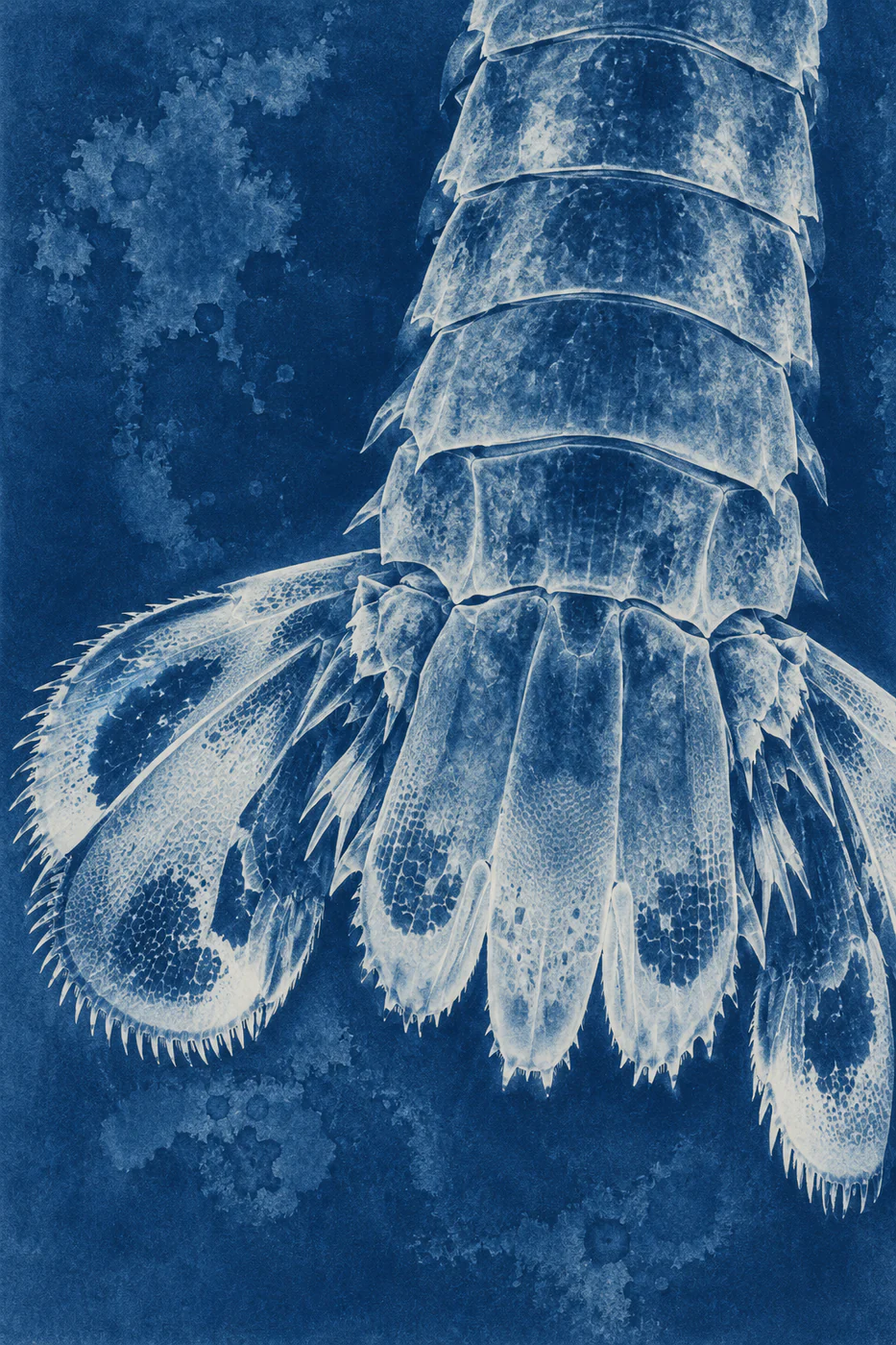 A pale cyan tail fan and cropped abdominal plates run vertically across Prussian-blue paper in a cyanotype-style detail.